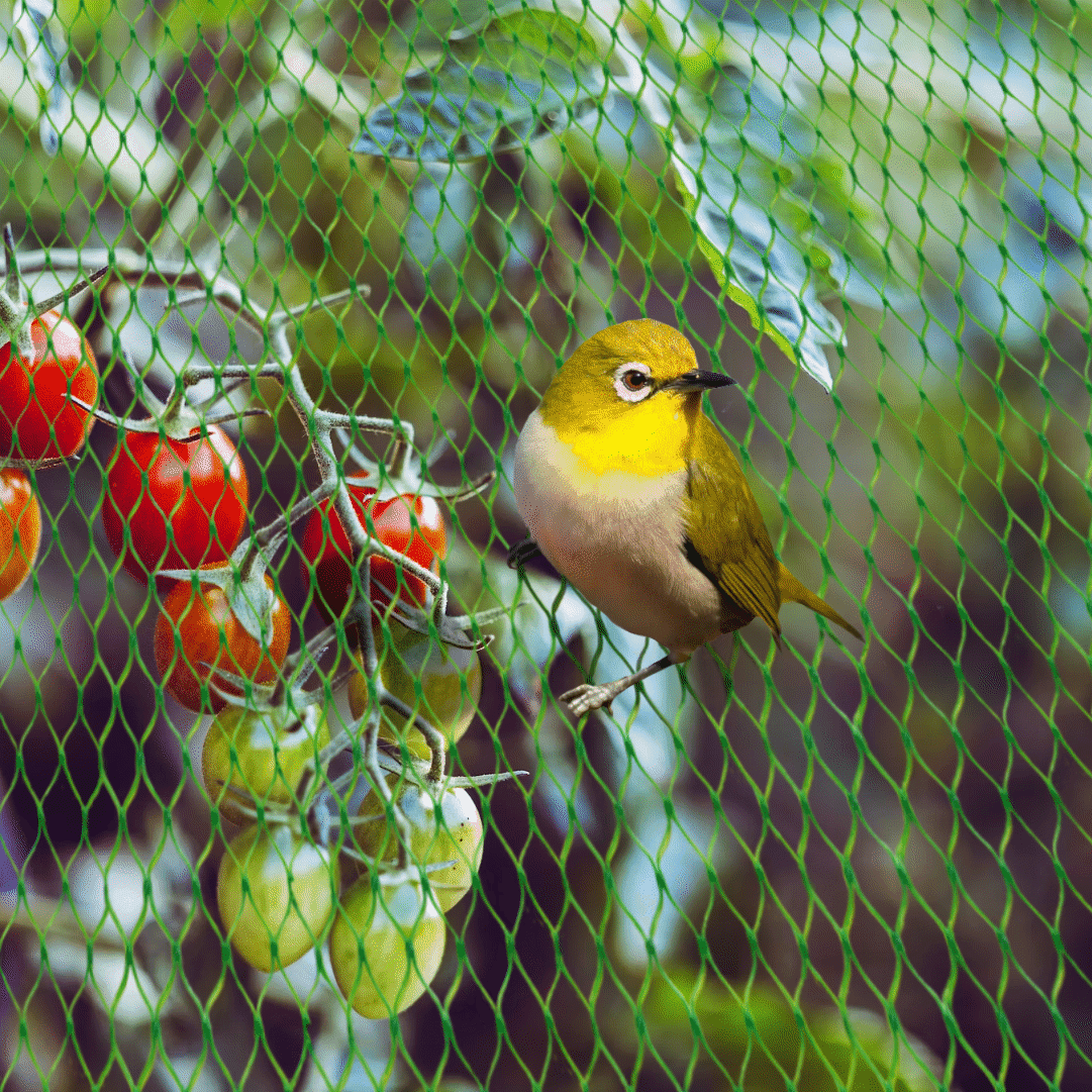 Rede Anti Pássaros Birdnet