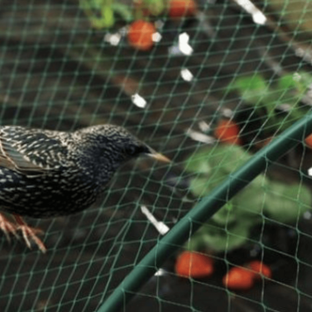 Rede Anti Pássaros Birdnet